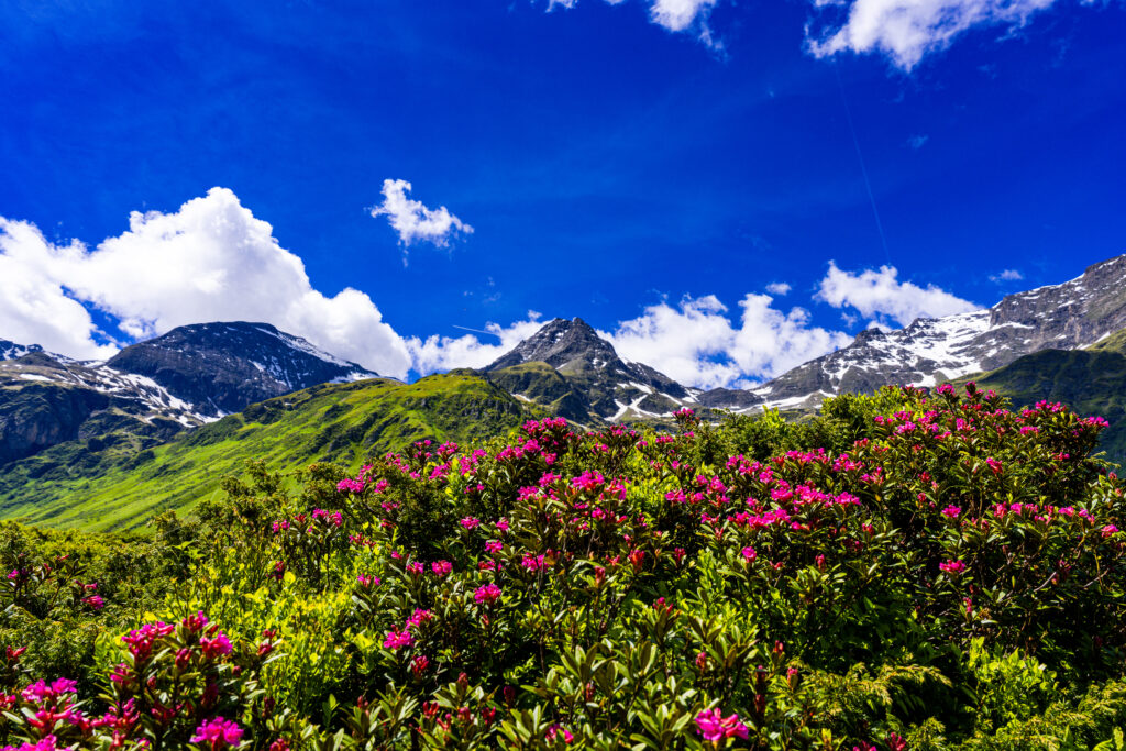 Blooming alpine roses covering the mountain slopes of Sportgastein with snow-covered peaks in Hohe Tauern National Park, Austria.