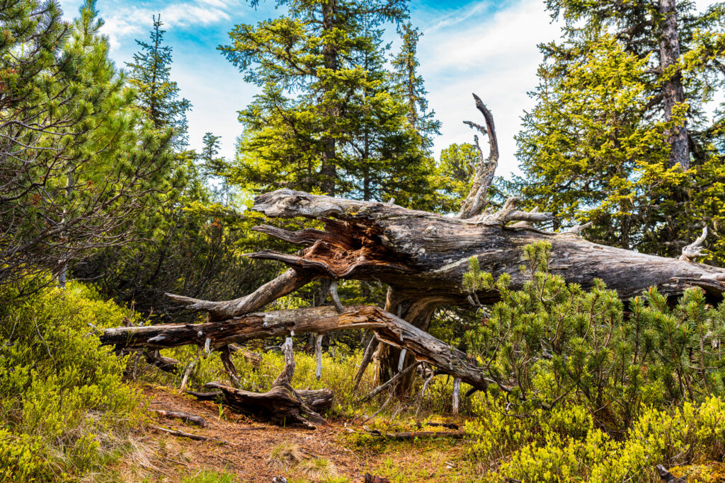 Ancient fallen Swiss stone pine beside the Zirbenweg hiking trail on Graukogel near Bad Hofgastein in the Austrian Alps.