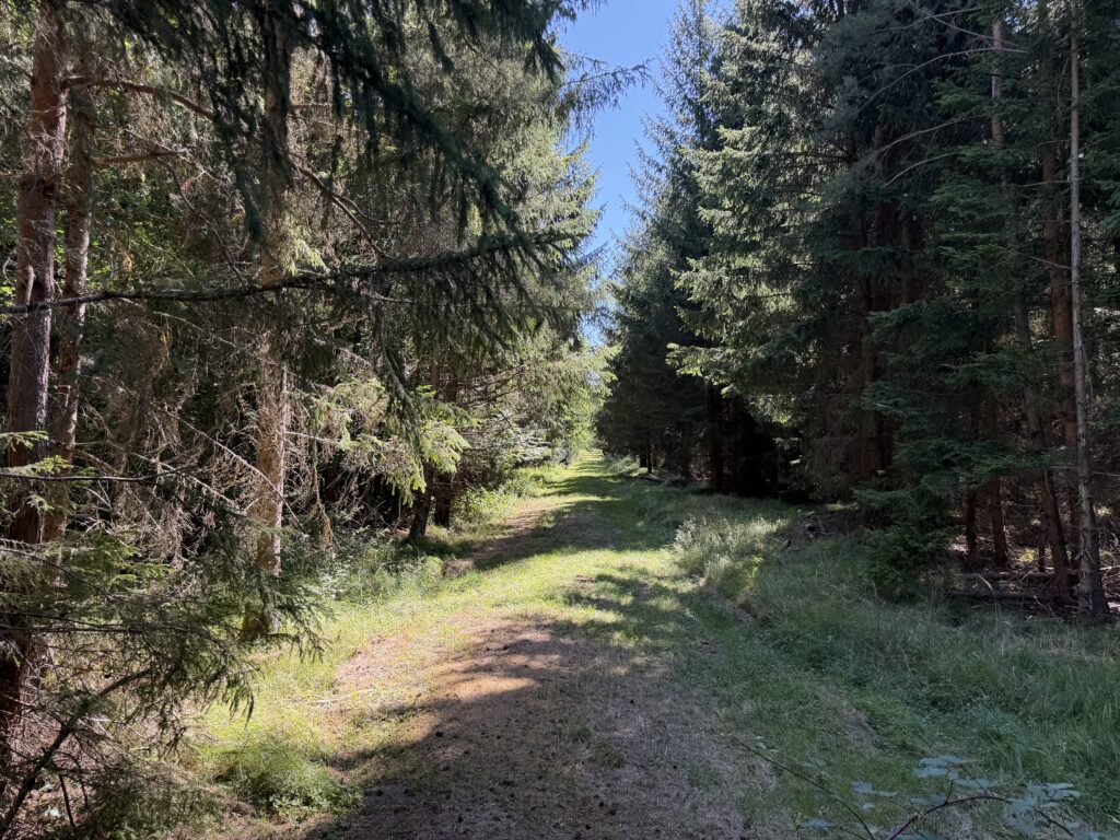 Blick vom Wild-Beobachtungsstand Castell auf eine lange Waldschneise im Rotwildgebiet des Naturparks Schönbuch.