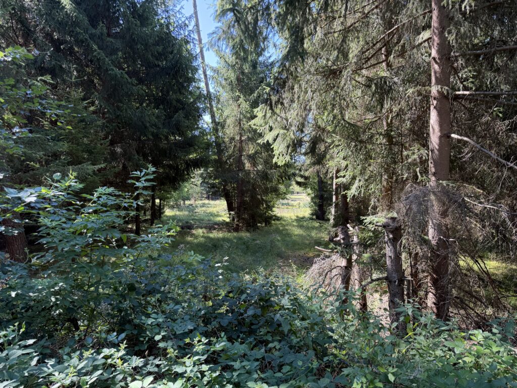 Zweite Sichtachse des Wild-Beobachtungsstands Castell im Naturpark Schönbuch mit Blick auf eine offene Wildfläche im Rotwildgebiet.