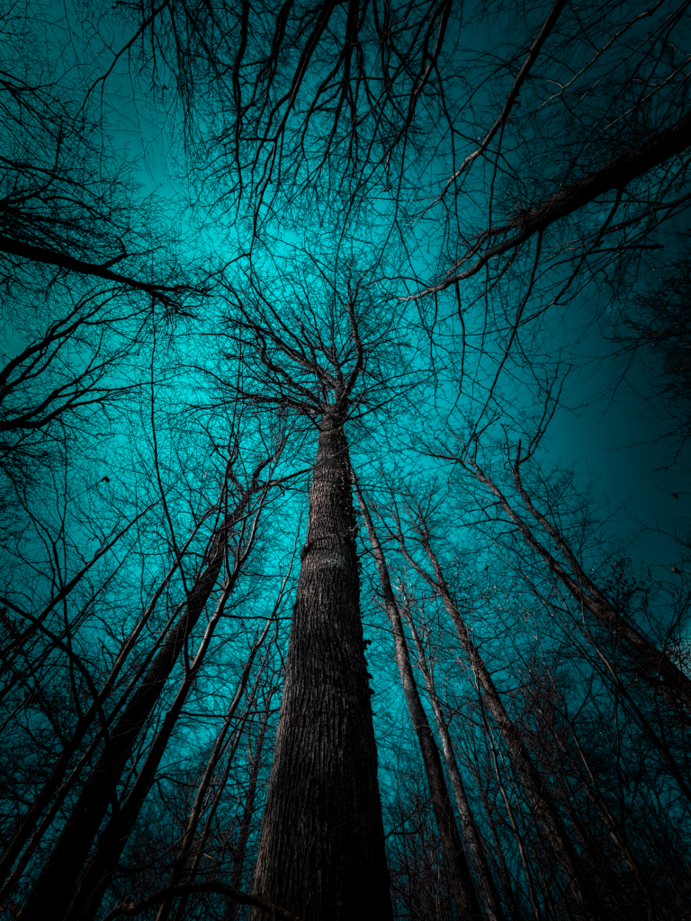 The Tree Collection — Fine Art Tree & Forest Photography by Philipp Elverfeld