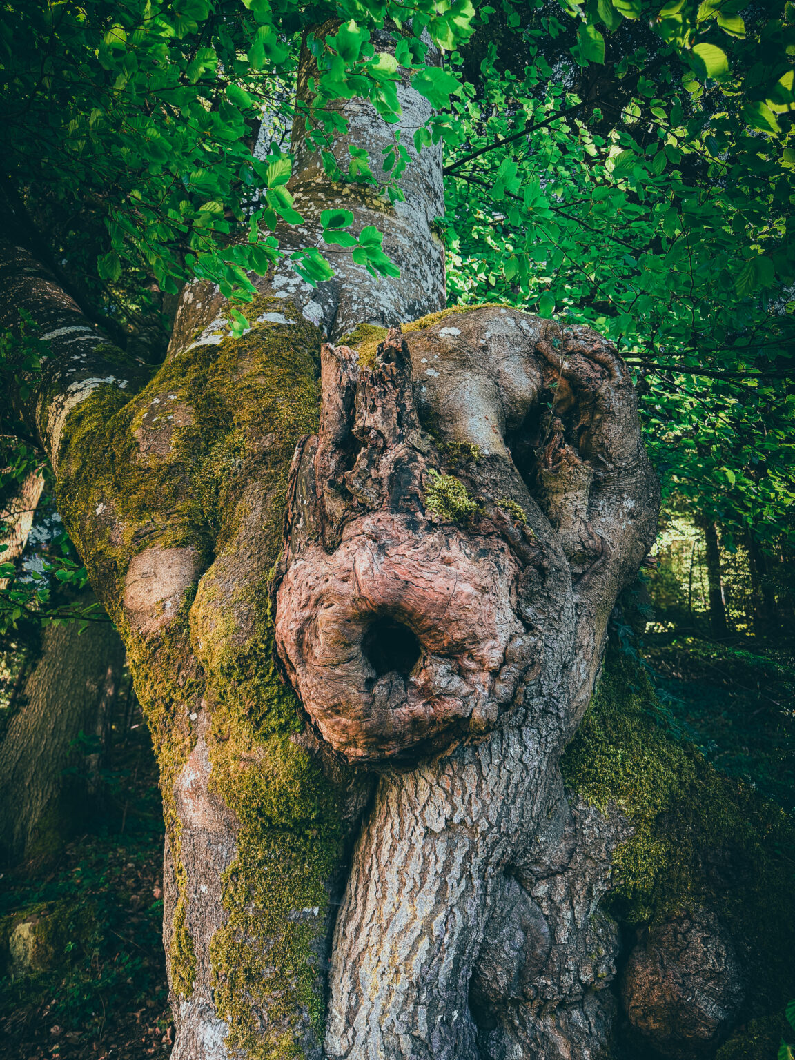 Ancient moss-covered tree with twisted textures in the Black Forest near Bad Teinach, Germany, photographed in an atmospheric fine art style.