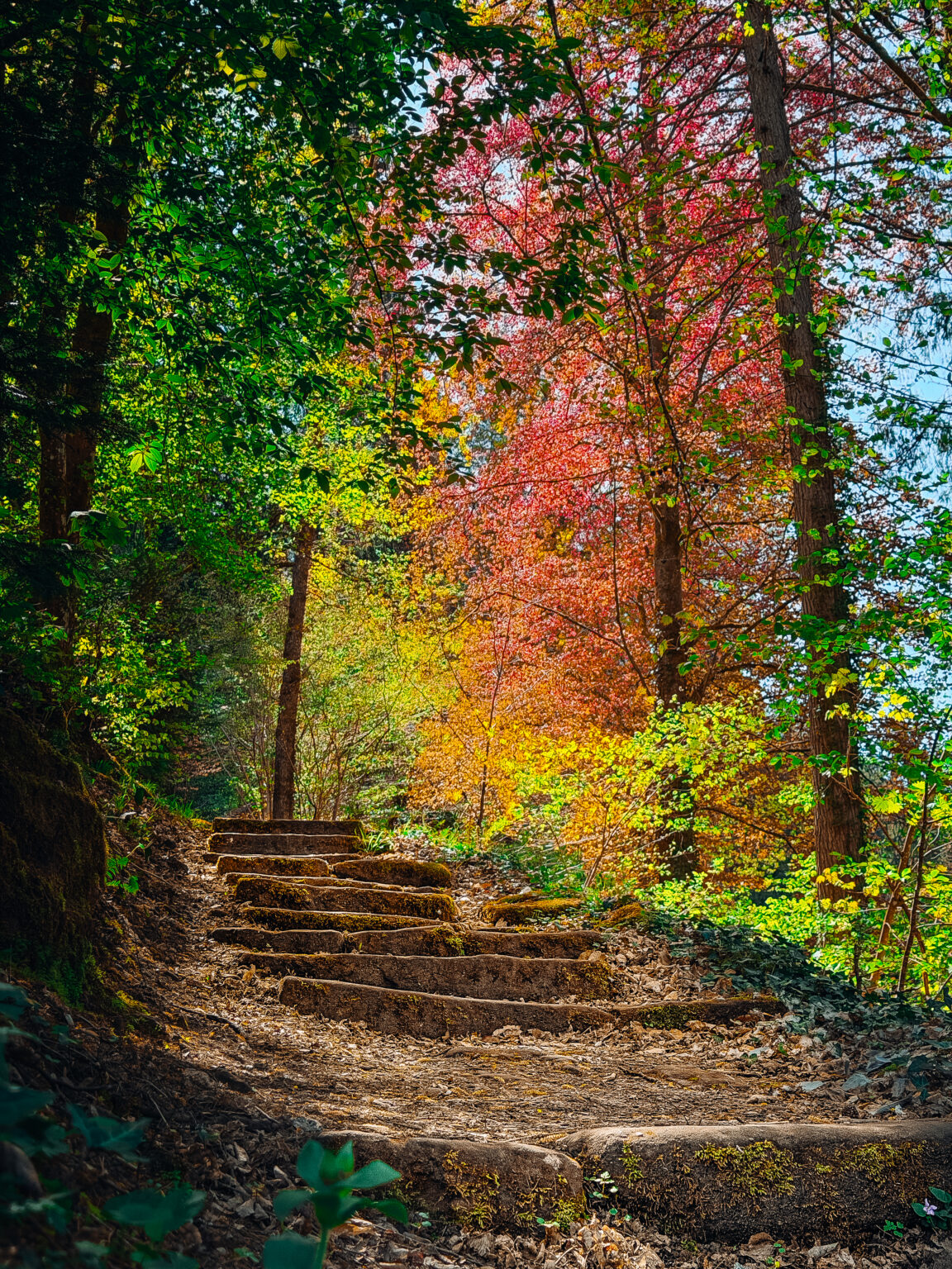 Colorful forest trail in Bad Teinach in Germany’s Black Forest with stone steps, dramatic sunlight and vibrant autumn trees photographed by Philipp Elverfeld.