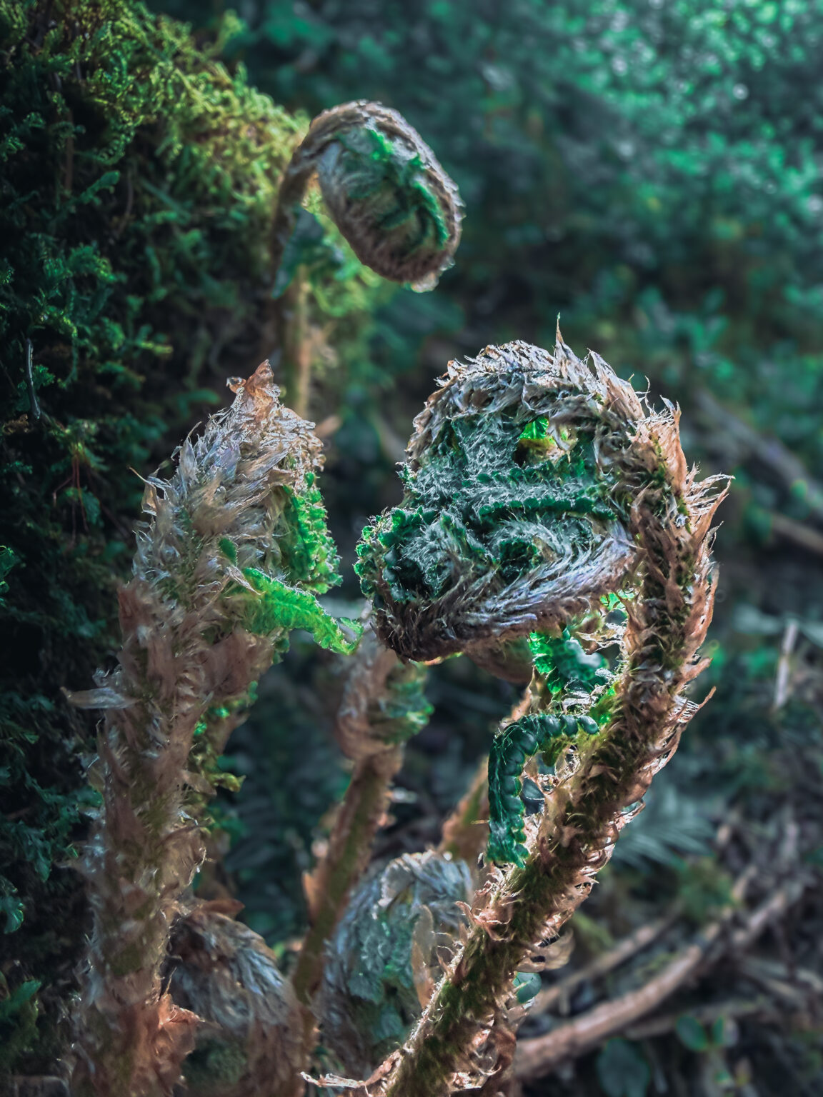 Close-up fine art photograph of unfolding ferns in the Black Forest near Bad Teinach, Germany, resembling small dragon-like shapes in atmospheric forest light.