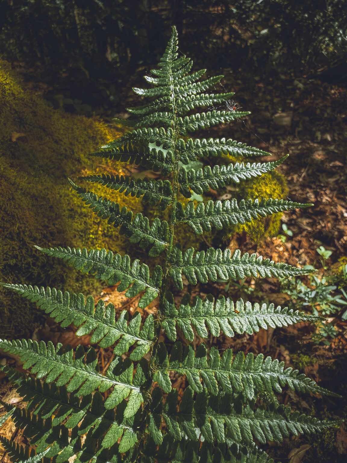 Fine art photograph of a green fern growing on moss-covered rocks in the Black Forest near Bad Teinach, Germany, illuminated by soft sunlight.