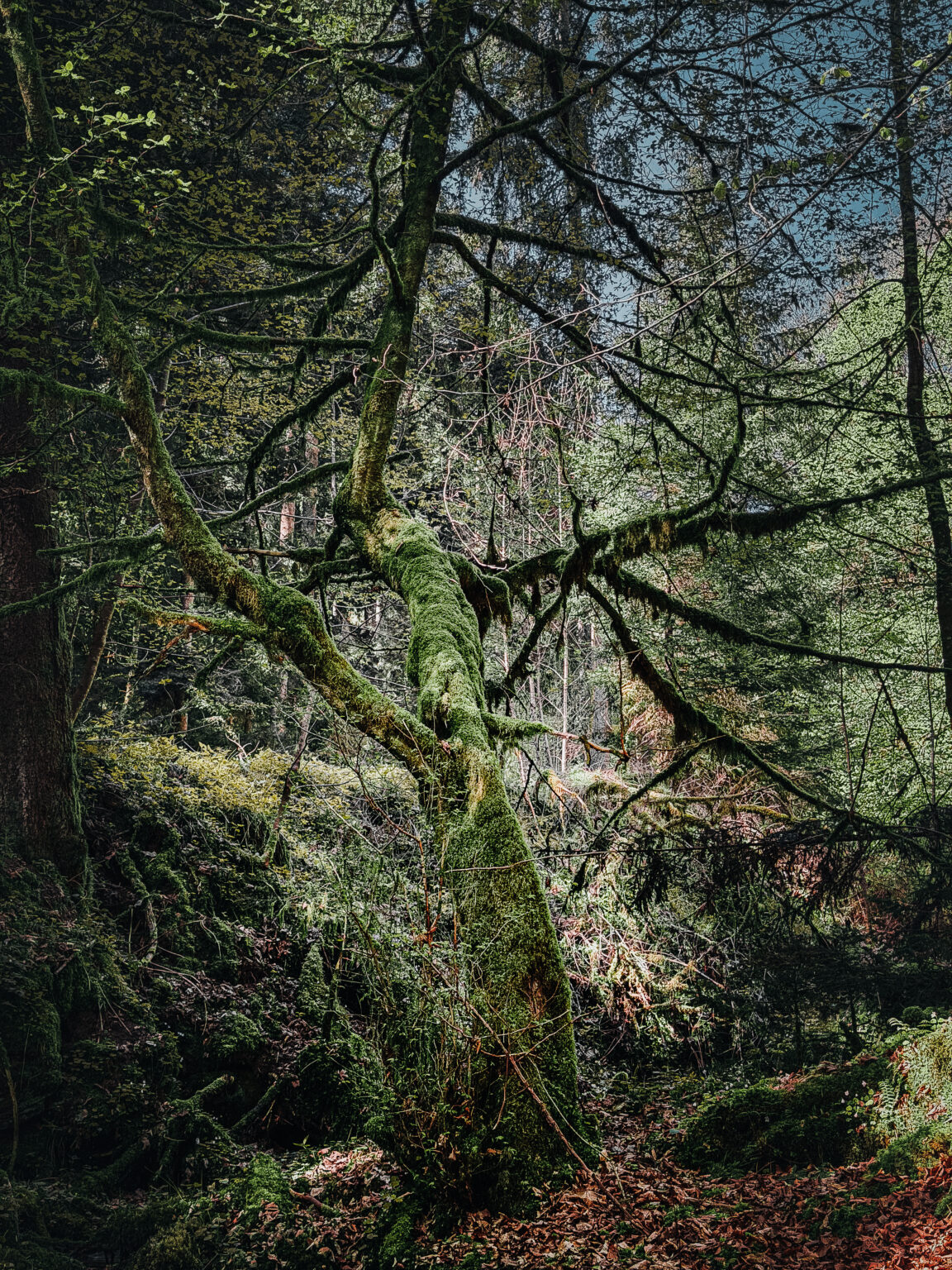 Moss-covered twisted tree beside a small forest stream in the Black Forest near Bad Teinach, Germany, photographed in atmospheric fine art style.