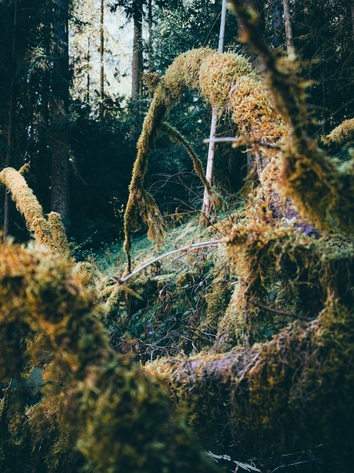 Moss-covered fallen tree with twisted branches in the Black Forest near Bad Teinach, Germany, photographed in an atmospheric fine art style.