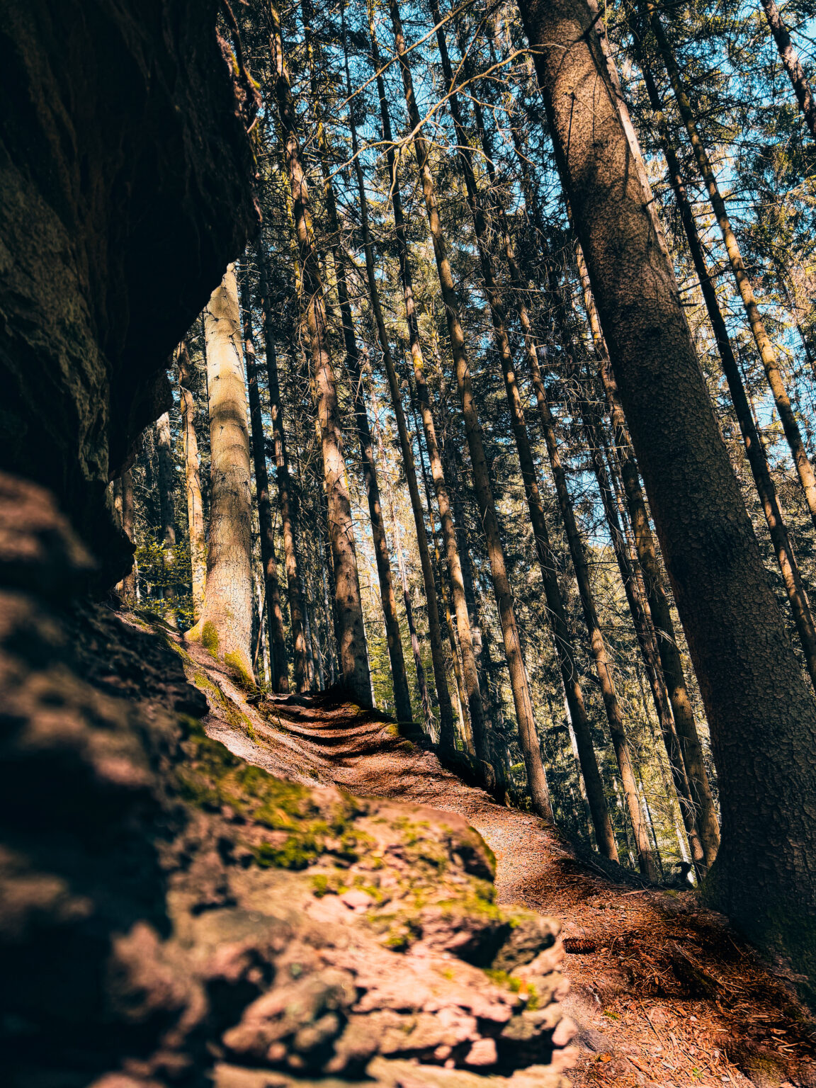 Steep forest hiking trail leading to the Stubenfelsen near Bad Teinach in Germany’s Black Forest, surrounded by tall trees and rocky terrain.
