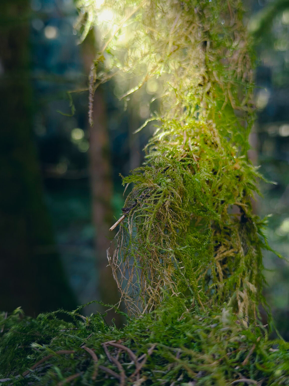 Close-up fine art photograph of sunlight illuminating green moss on a tree in the Black Forest near Bad Teinach, Germany.