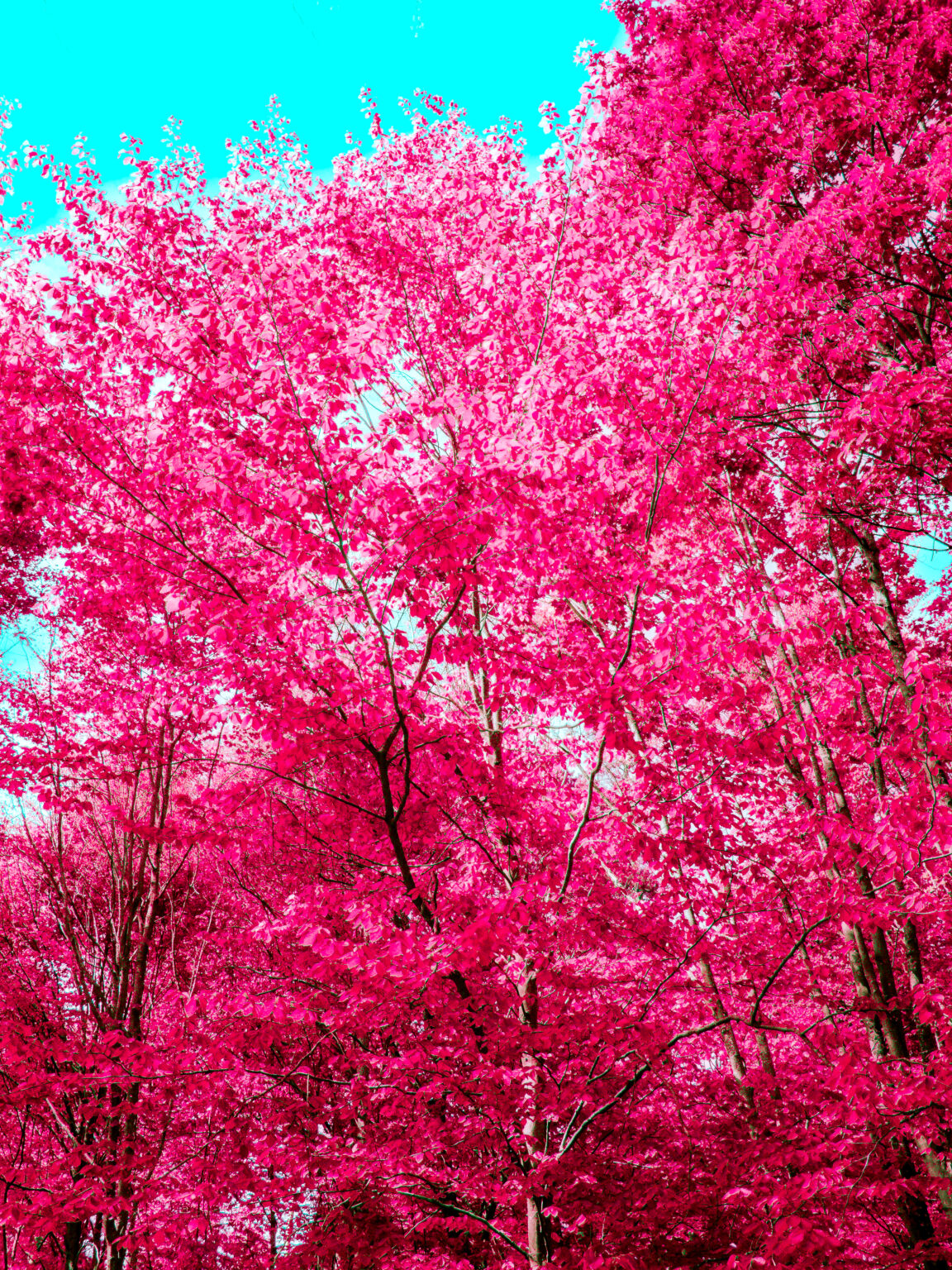 Surreal pink forest with cyan sky in the Black Forest photographed by fine art photographer Philipp Elverfeld
