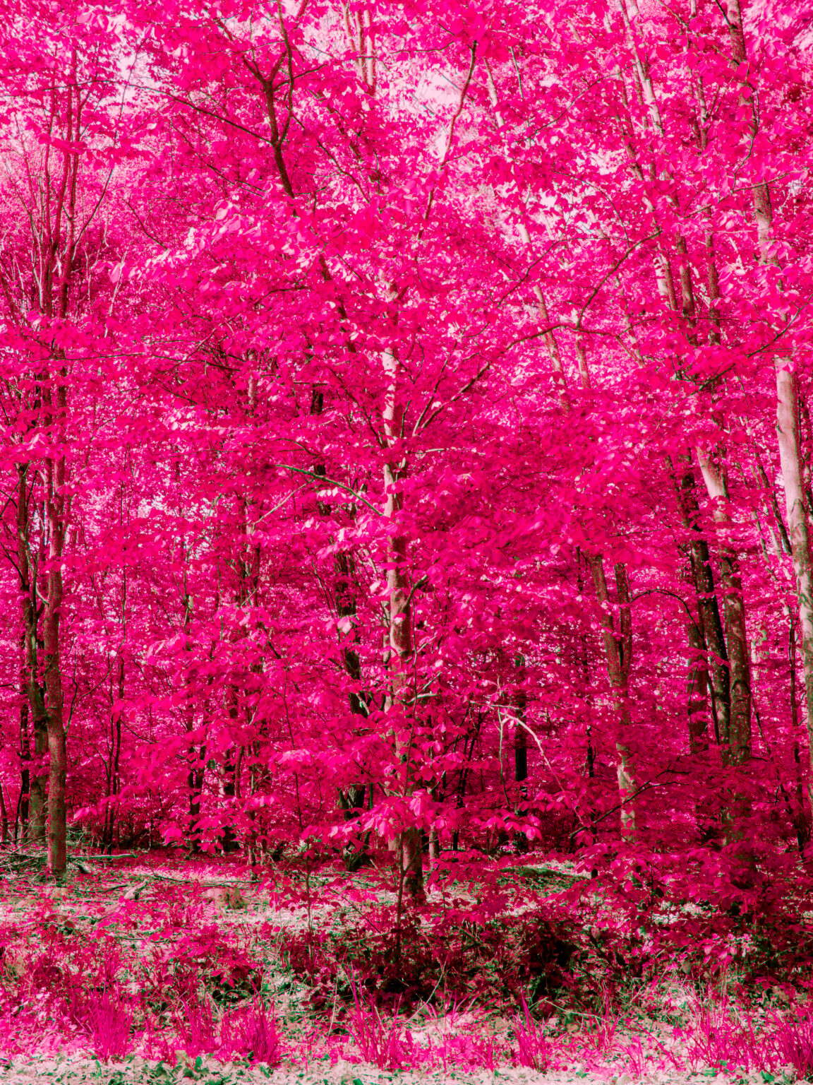 Experimental pink forest landscape with surreal magenta foliage photographed in the Black Forest by Philipp Elverfeld