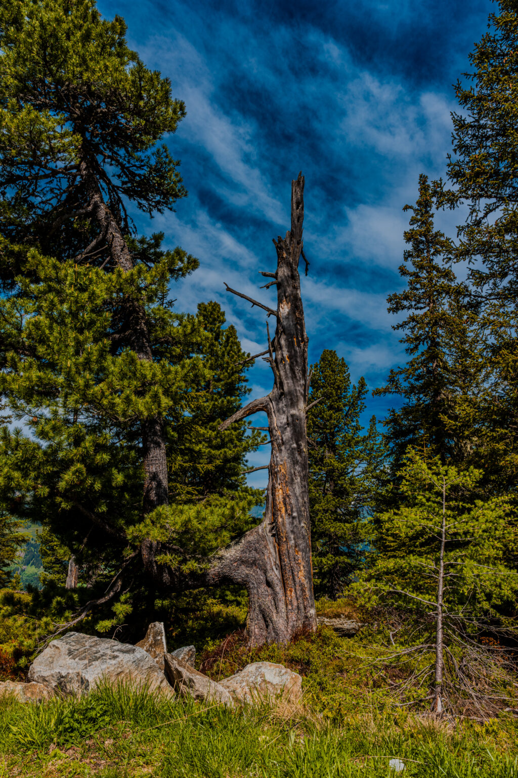 Ancient dead Swiss stone pine standing along the Zirbenweg on Graukogel near Bad Hofgastein in the Austrian Alps.