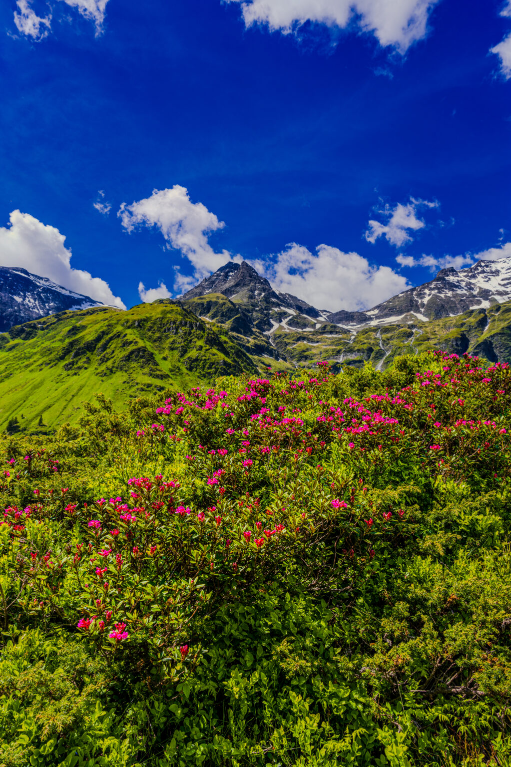 Blooming alpine roses with snow-covered mountain peaks in Sportgastein, Hohe Tauern National Park, Austria.