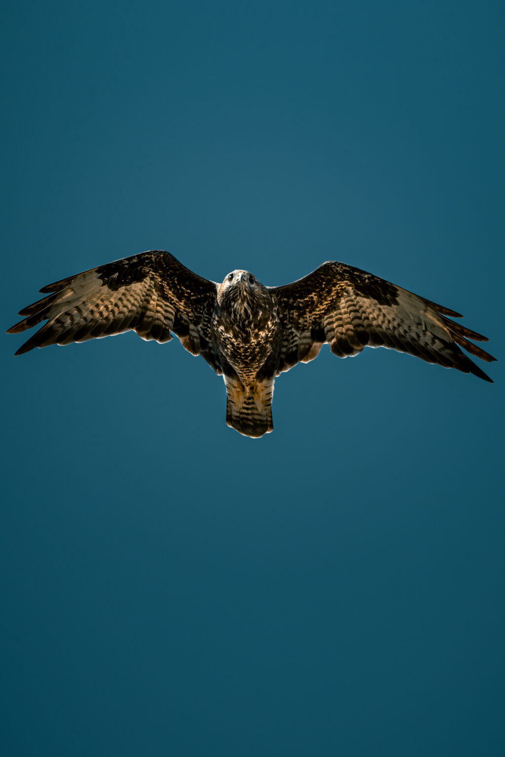 Common buzzard flying directly towards the camera with wings fully spread against a blue sky