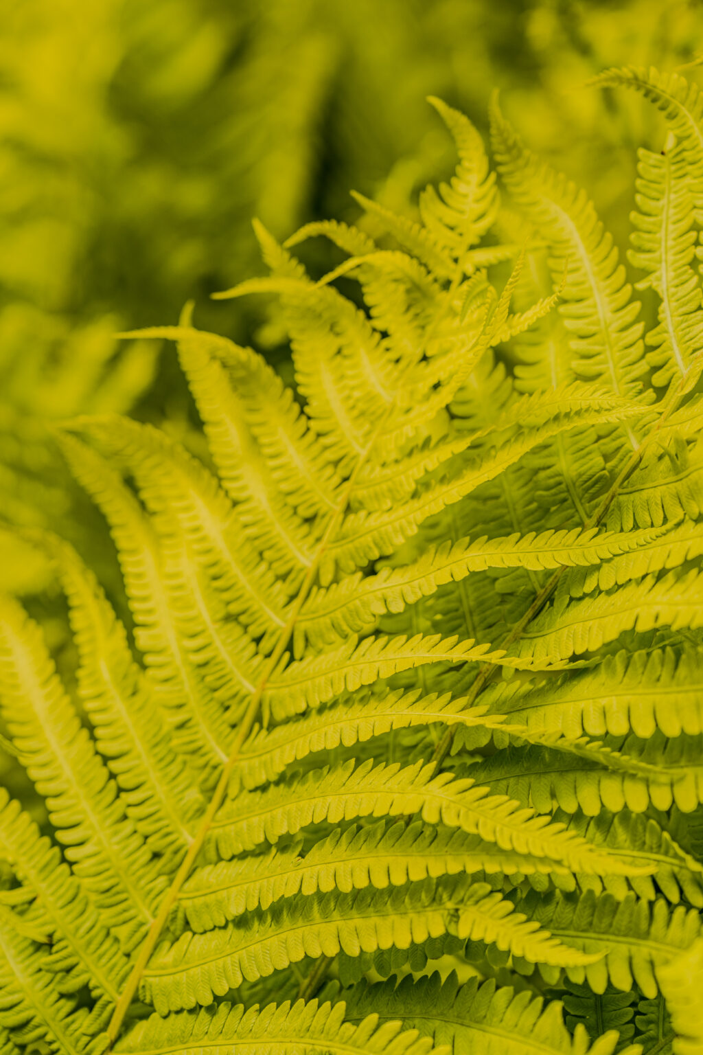 Close-up of vibrant fern leaves glowing in golden-green light along the hiking trail to Prossau near Bad Gastein, Austria.
