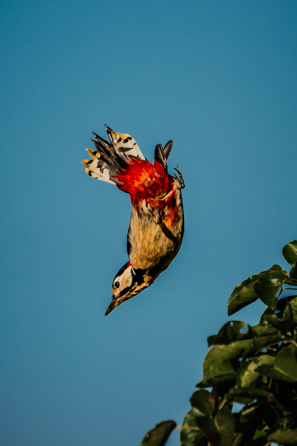 Great spotted woodpecker diving headfirst from a tree against a clear blue sky