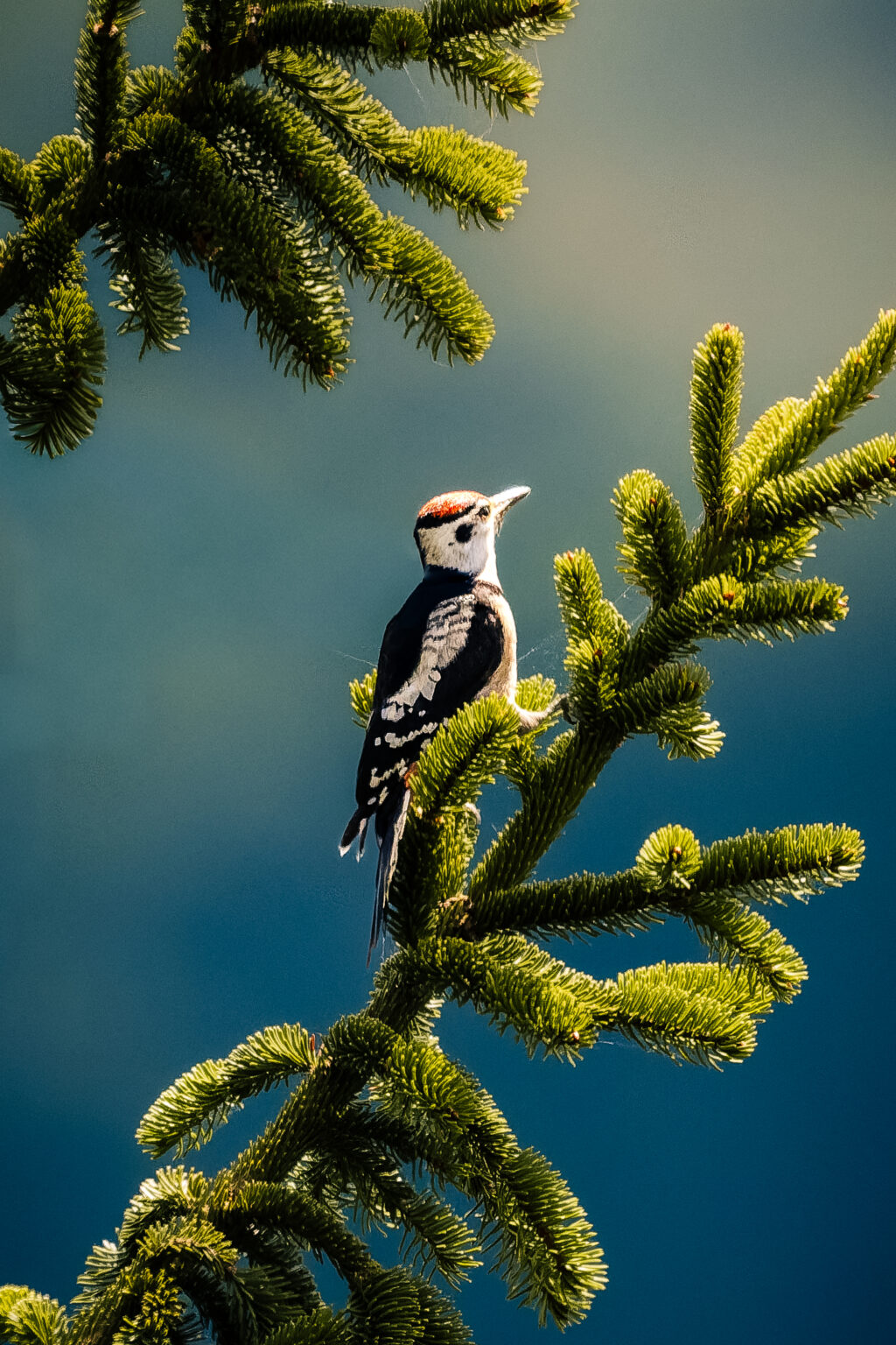 A fine art photograph of a great spotted woodpecker resting among pine branches in soft morning light. Wildlife photography captured during a natural encounter in the forest.