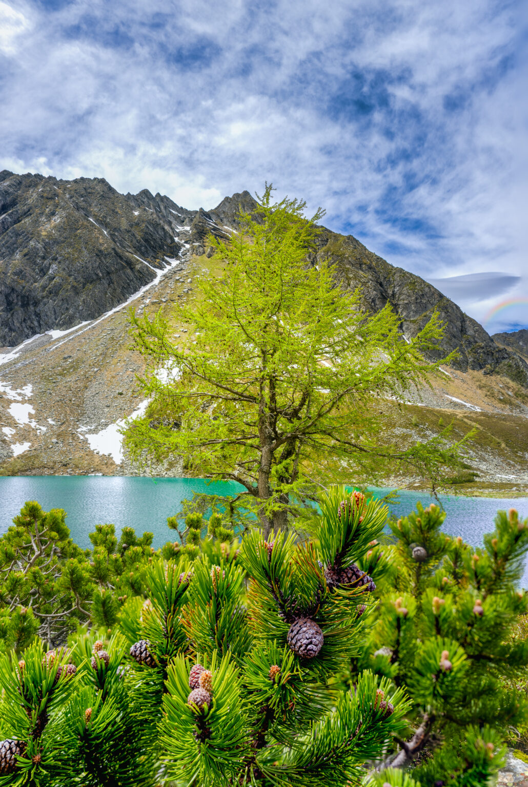 Lone alpine tree beside Palfnersee in Bad Hofgastein with turquoise mountain lake, rugged alpine peaks, June snow and a rainbow in the Austrian Alps.