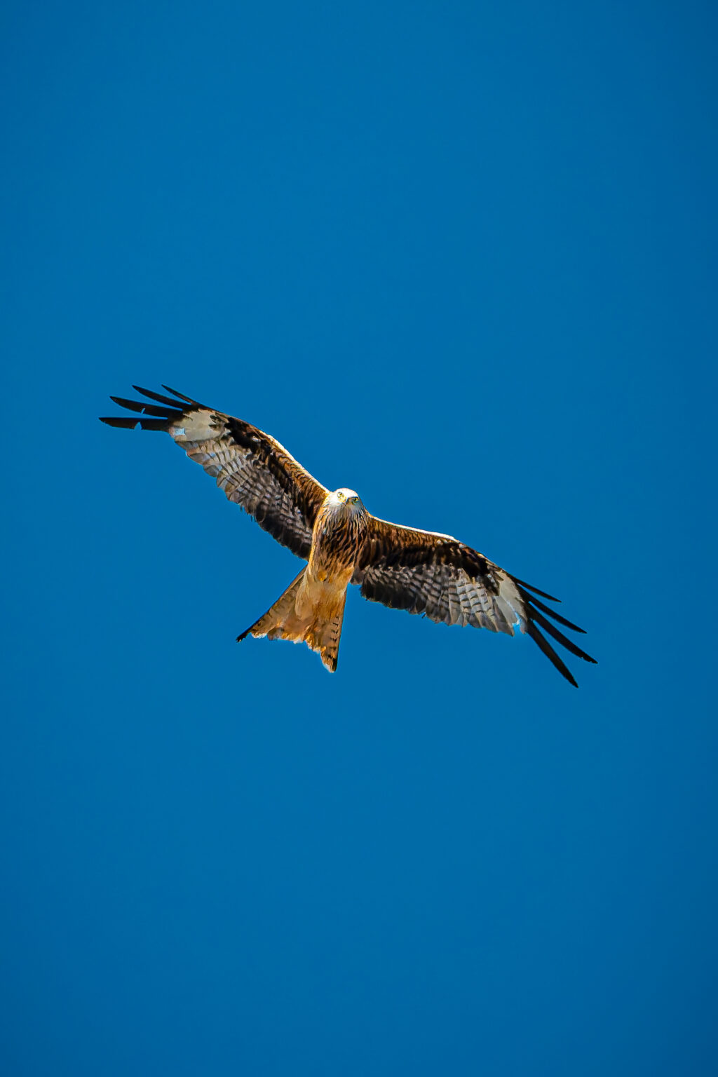 Red Kite soaring high in a clear blue sky with wings fully extended.