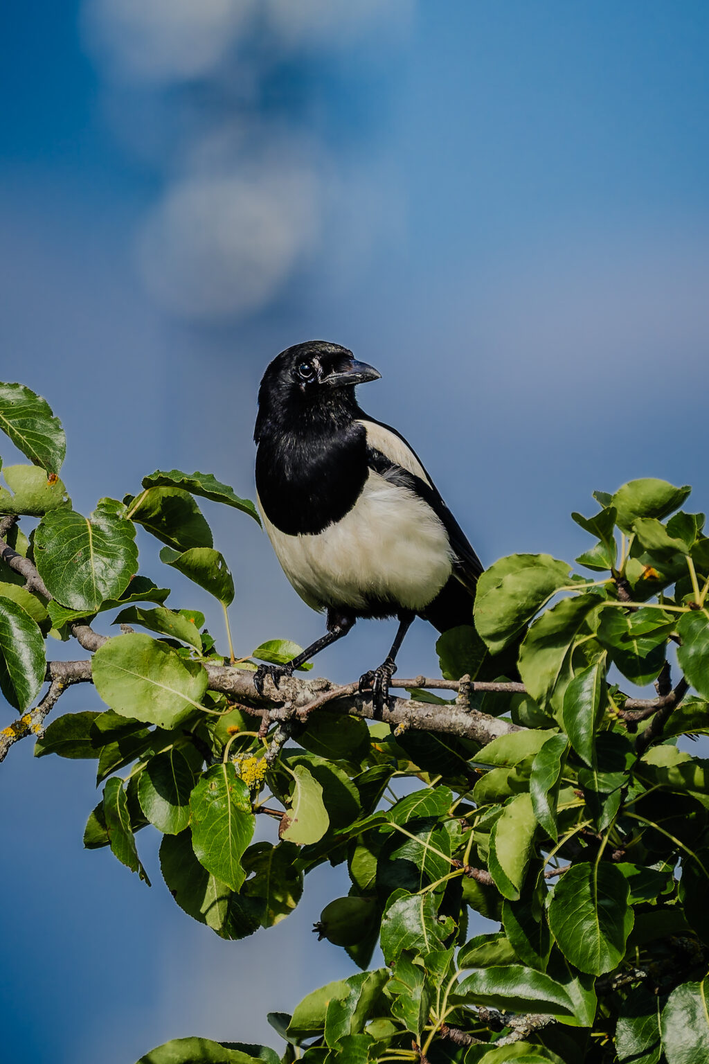 Eurasian Magpie perched on the top branches of a pear tree against a blue summer sky.