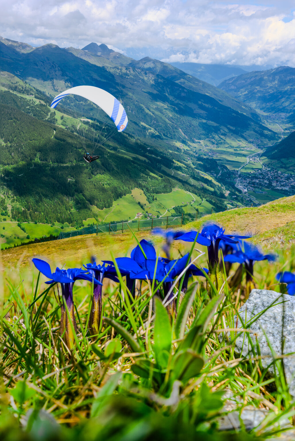 Paraglider soaring above the Gastein Valley from Stubnerkogel with alpine gentian flowers in the foreground, Austrian Alps.