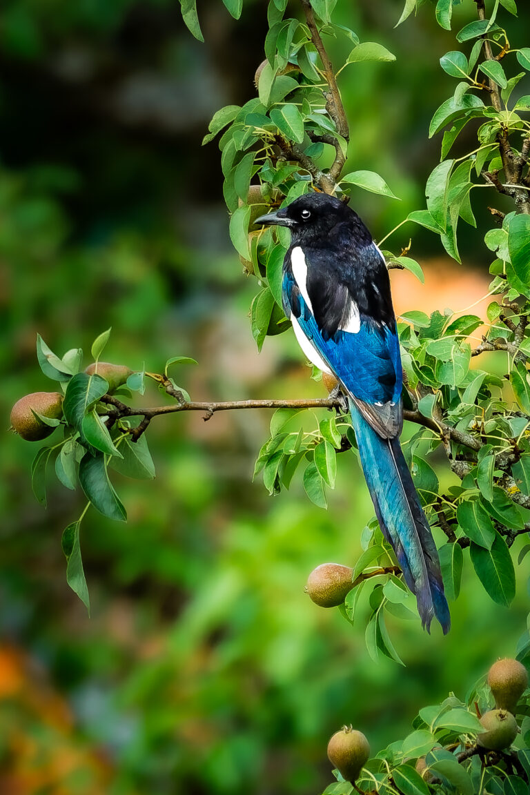 Eurasian Magpie perched in a pear tree surrounded by green leaves and fruit.