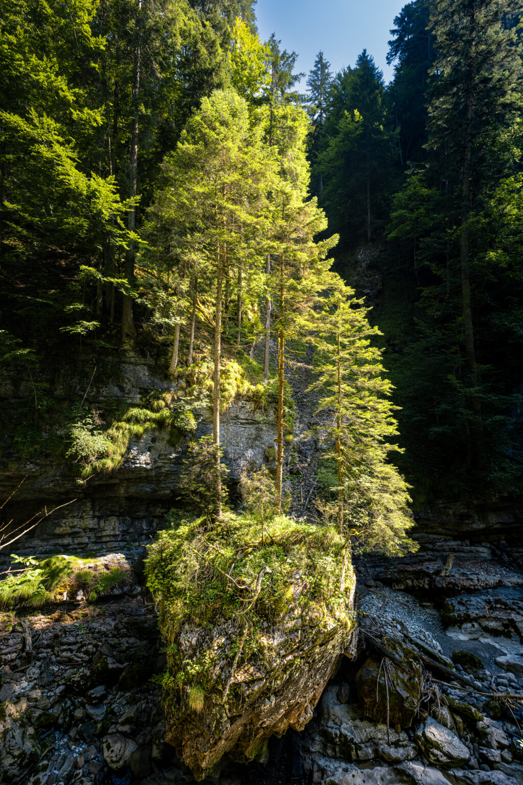 Große Bäume wachsen auf einem steilen Felsen in der Breitachklamm bei Oberstdorf und werden vom Morgenlicht beleuchtet